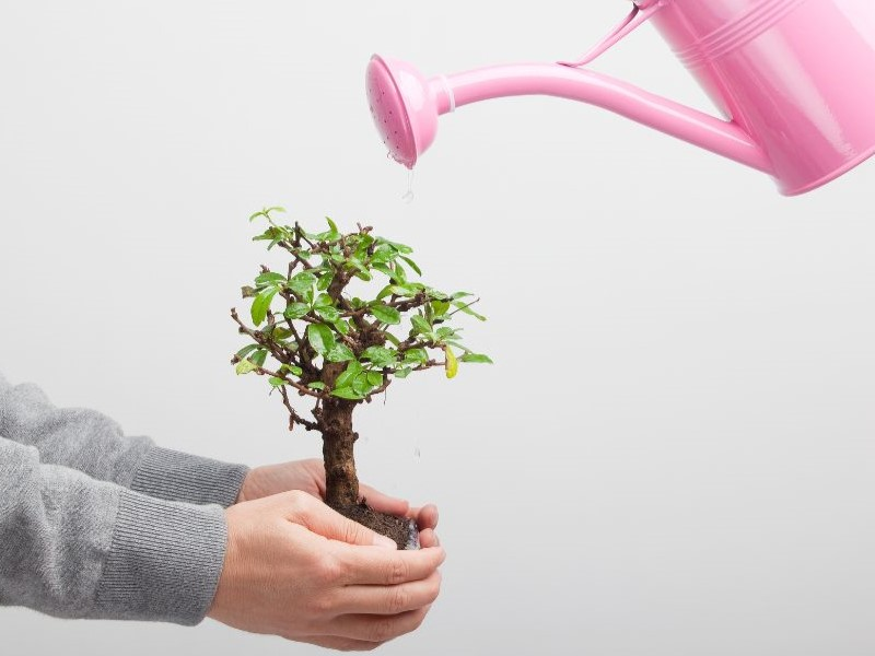 Watering bonsai tree