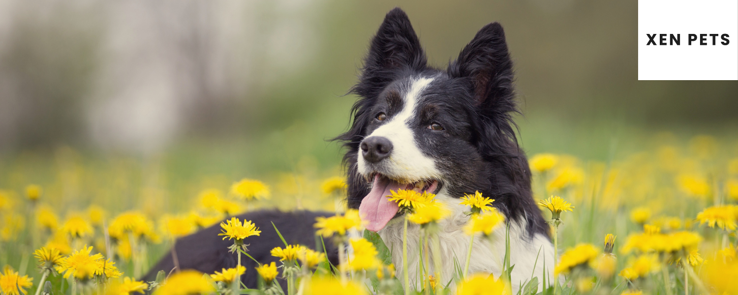 Passion flower improves dog's mood
