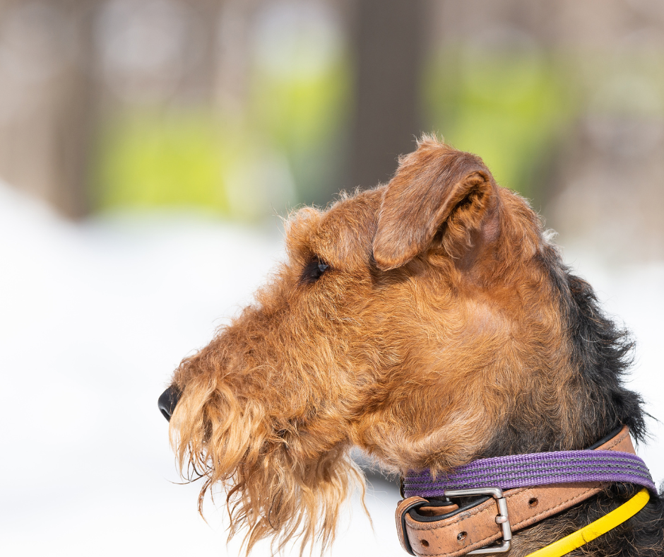 A side face view on a Welsh Terrier outside in the snow