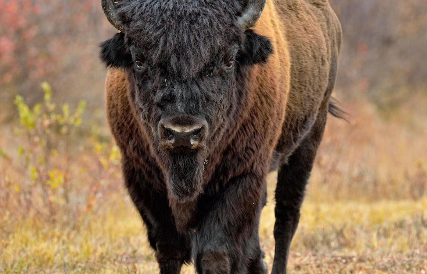 national park wood buffalo