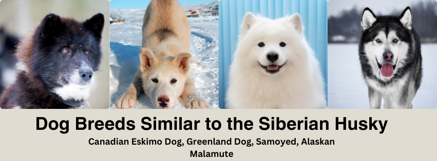 A photo collage of dog breeds similar to the Siberian Husky