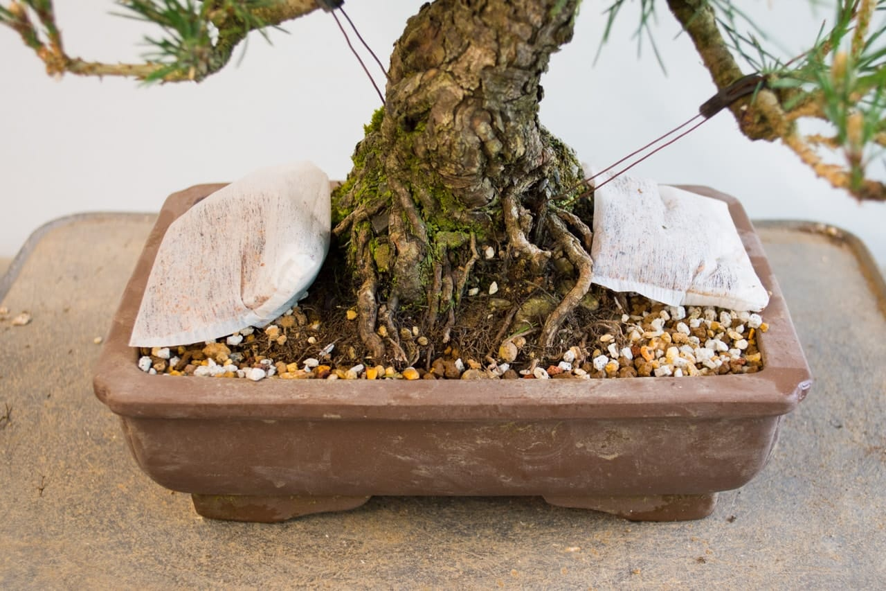 trees should be fertilized, fertilizing bonsai, bonsai pot, root system