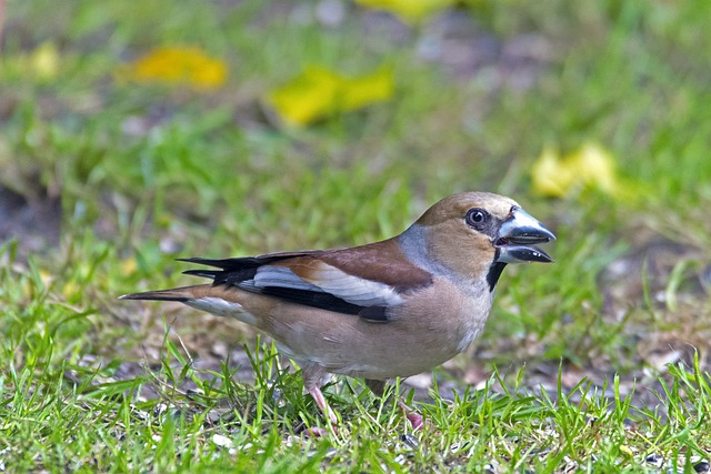 grosbeak, bird, sitting