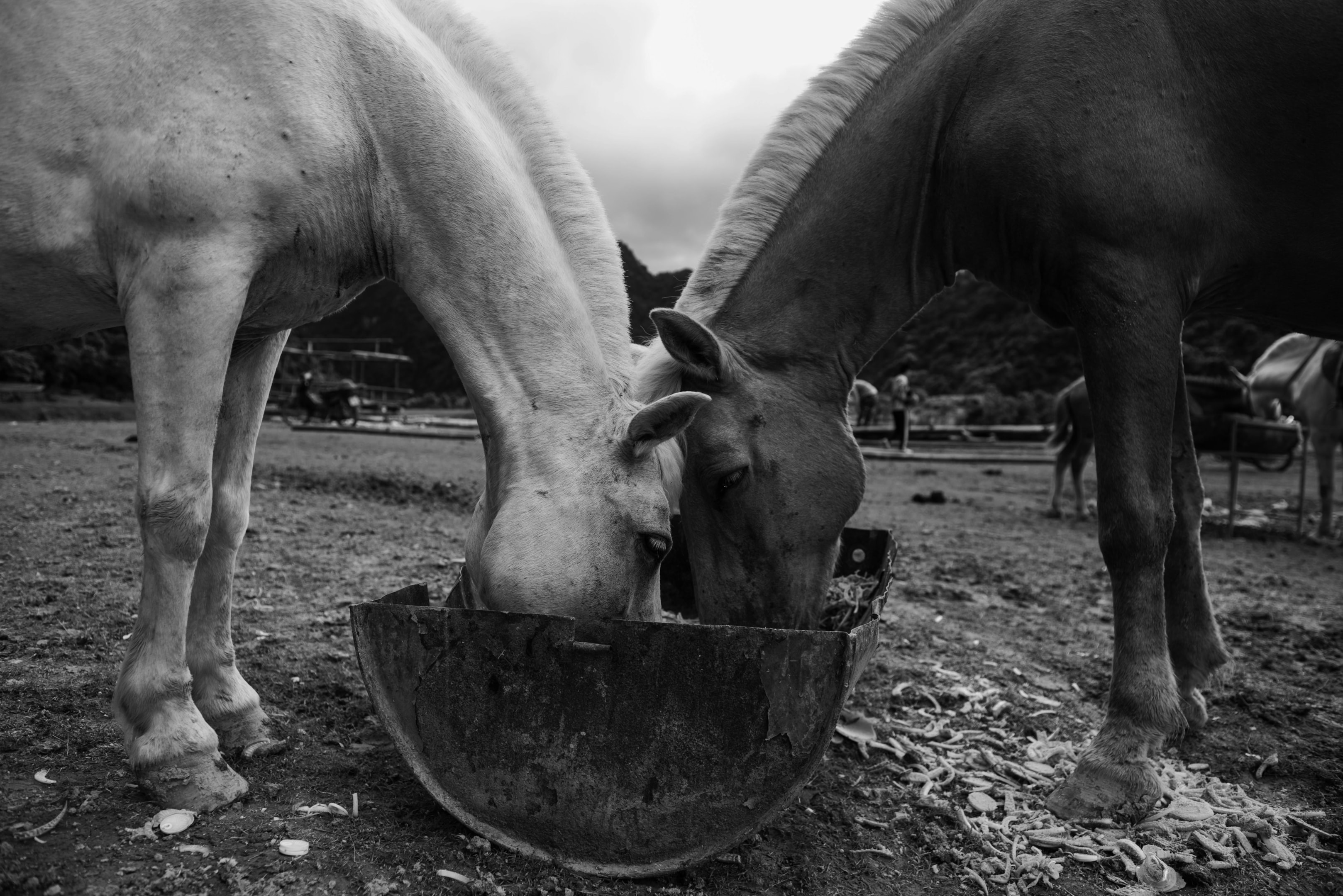 Two horses feeding in black and white. 