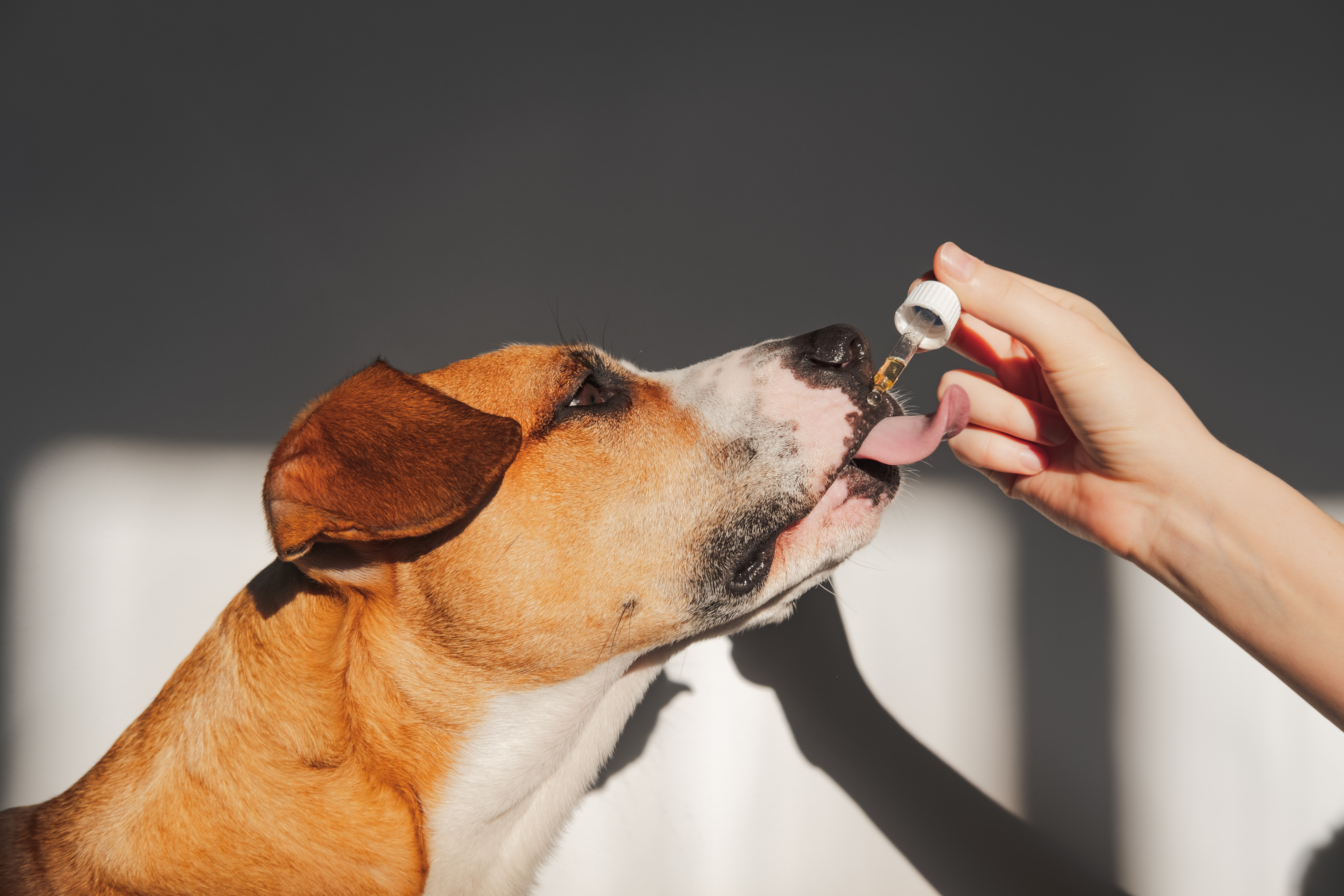 A large brown tan and white dog licking CBD oil from a pipette