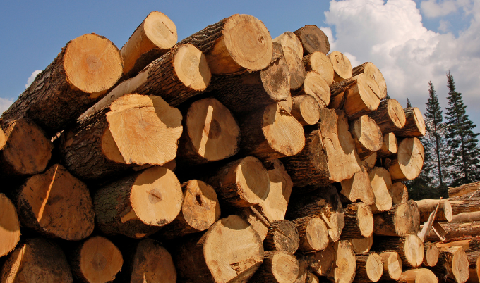 A stack of trees ready to be manufactured into lumber. 