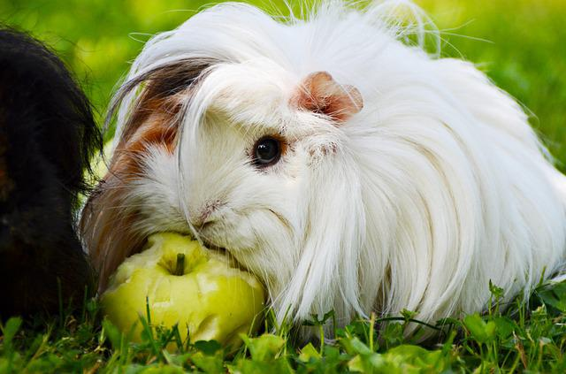 white, guinea pig