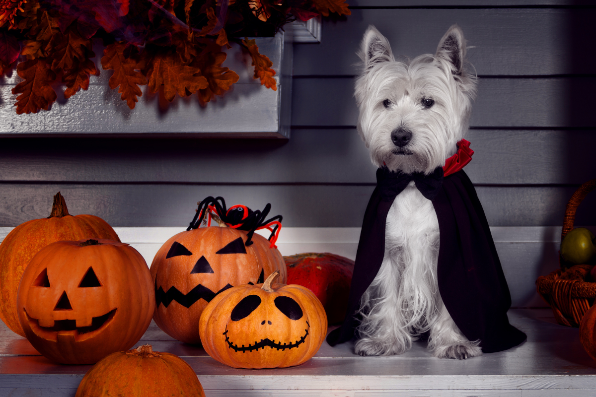 A creative DIY Halloween dog costume being made.