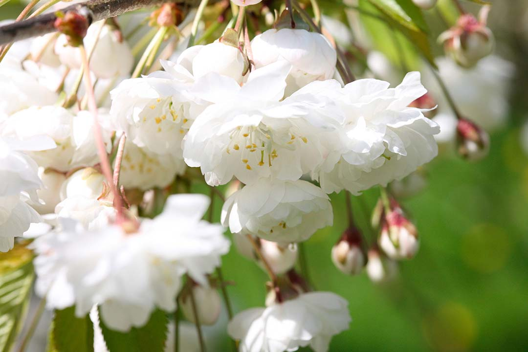 Close up of white flowers from a prunus tree