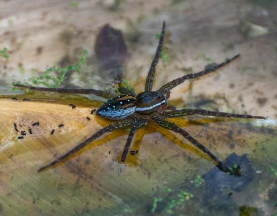 Water Consumption in Spiders: Unveiling the Mystery of Spider Drinking ...