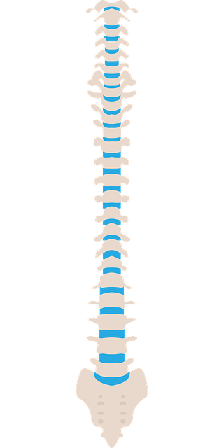 spine, medical, health