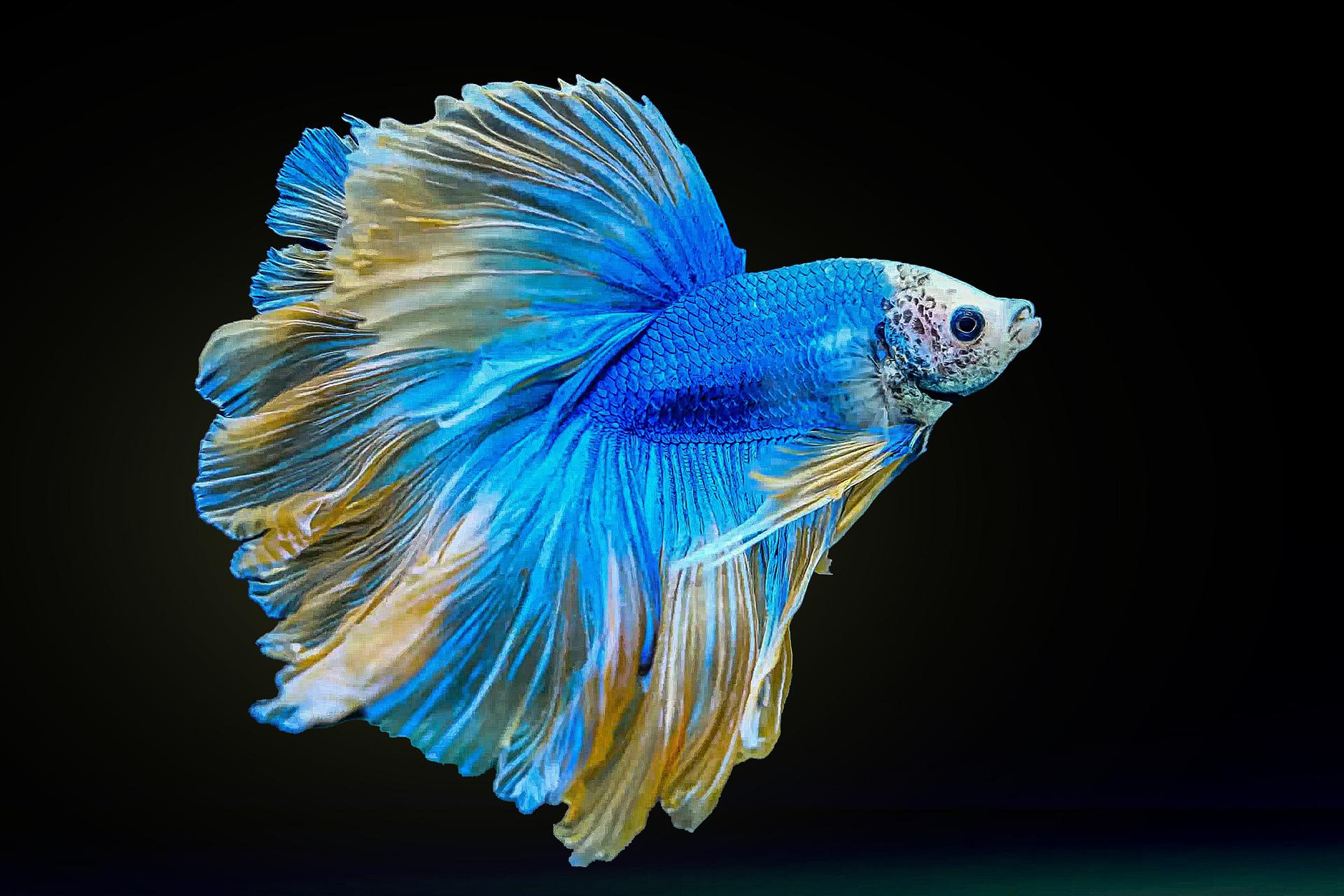 betta splenden