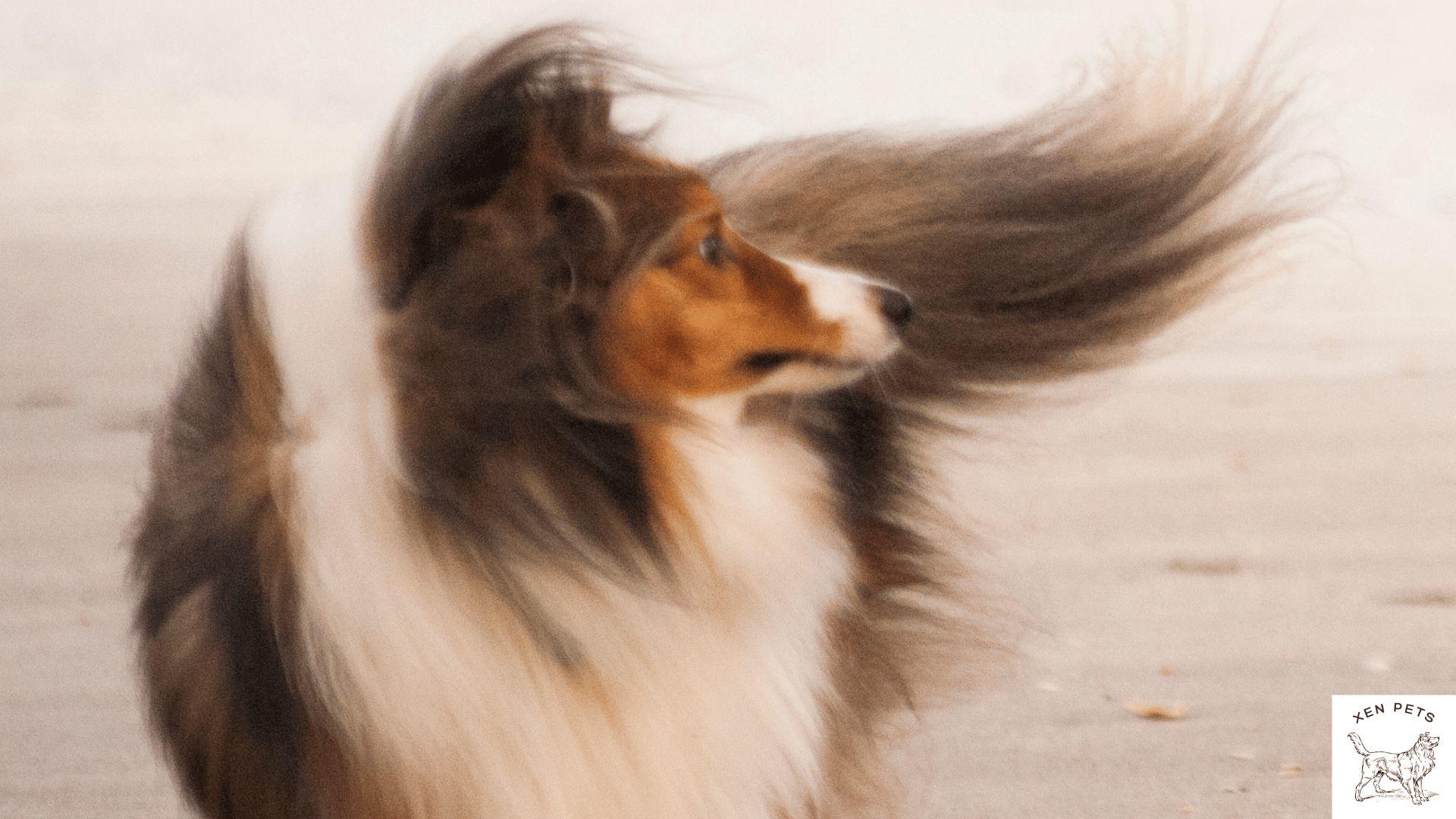 Biotin for clearance dogs with allergies