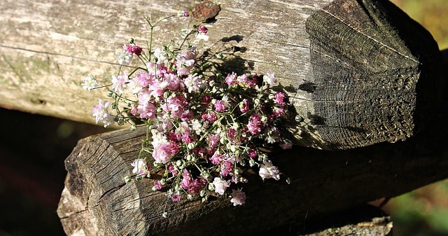 bag of gypsophila, gypsophila, rose flower, wallpaper 4k, hd wallpaper, bag, ornamental flower, happy mothers day, free background, ornamental plant, flower, desktop backgrounds, laptop wallpaper, blossoms, windows wallpaper, 4k wallpaper, nature, white flowers, pink flowers, rose flowers, background, background image, flower wallpaper, floral greeting, mac wallpaper, rose, pink, floral background, lichtspiel, beautiful wallpaper, love, romance, dianthus, romantic, cool backgrounds, valentine's day, gypsum herb, bag of flowers, free wallpaper, bag with bow, flower background, tender, beautiful flowers, wallpaper hd, 4k wallpaper 1920x1080, full hd wallpaper, sunlight
