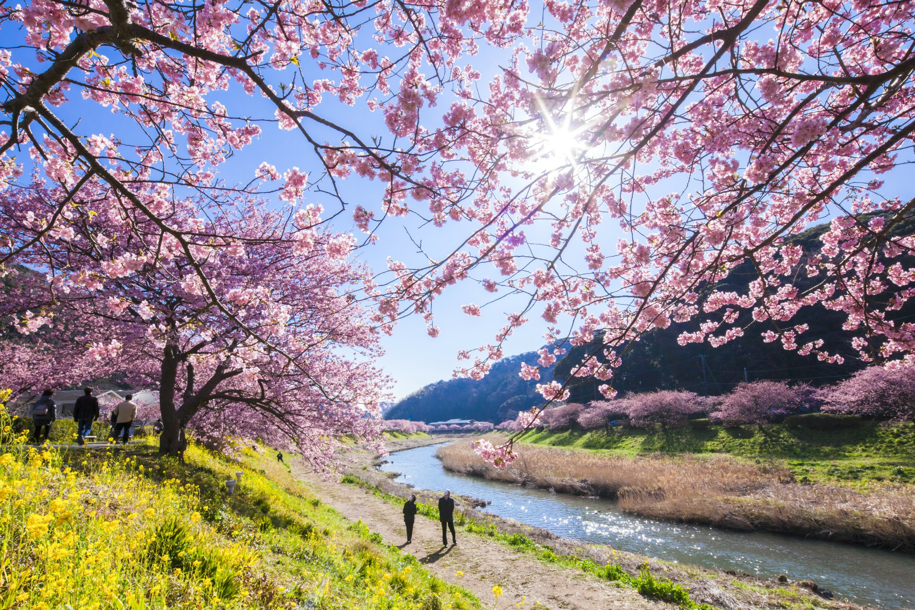 Symbol of Cherry Blossoms in Japan