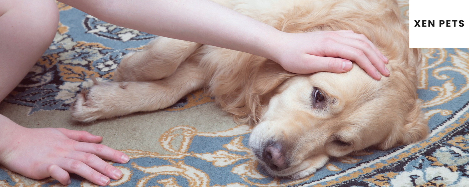 Dog with low magnesium