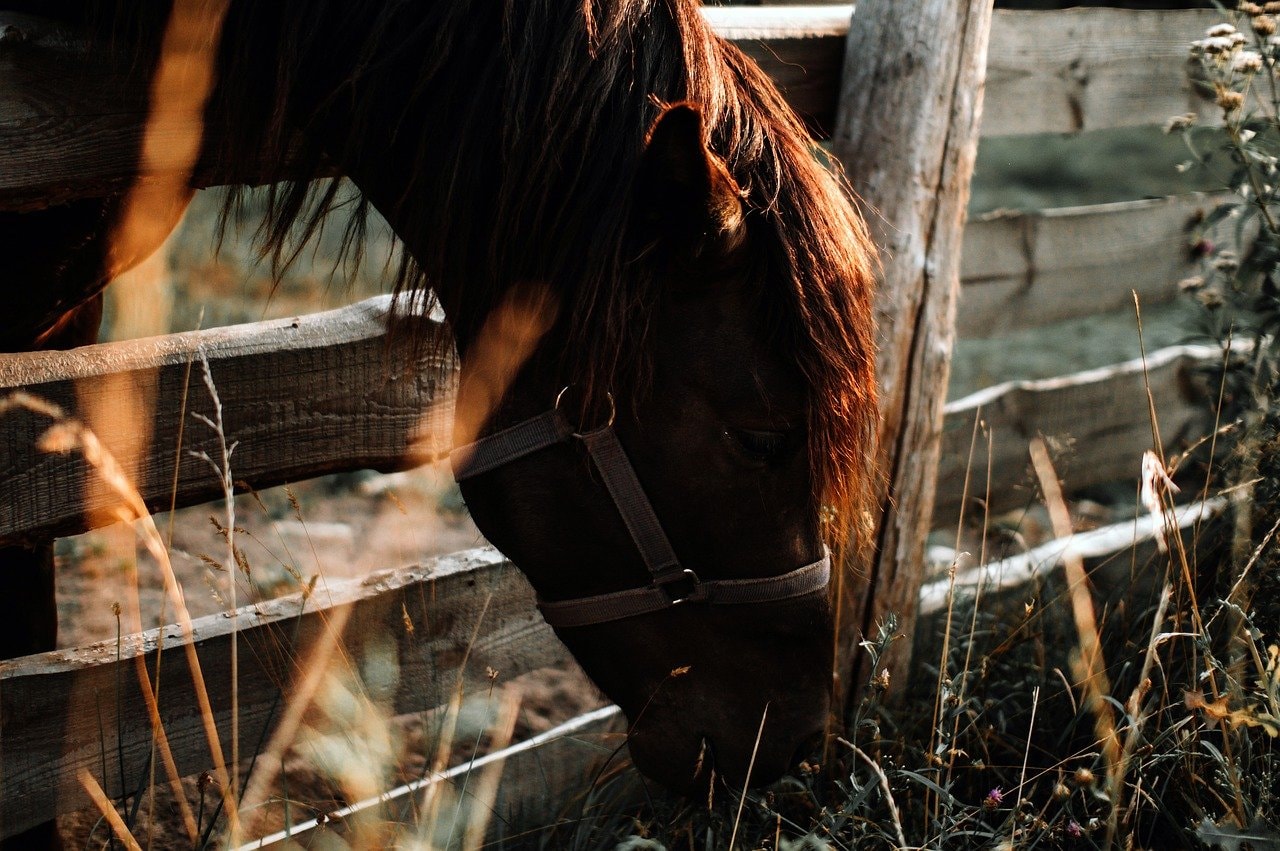 Chestnut horse with deep red mane grazing over fence.