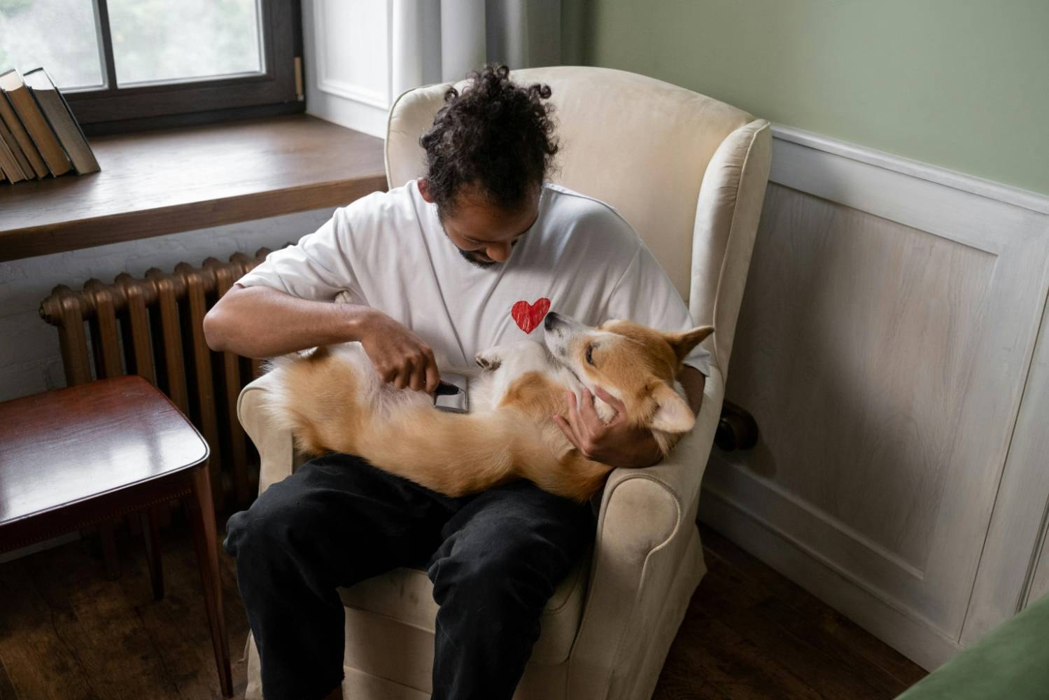 A man is brushing a Corgi while holding it on his lap, leading to the consideration of what to do for itchy dog after grooming