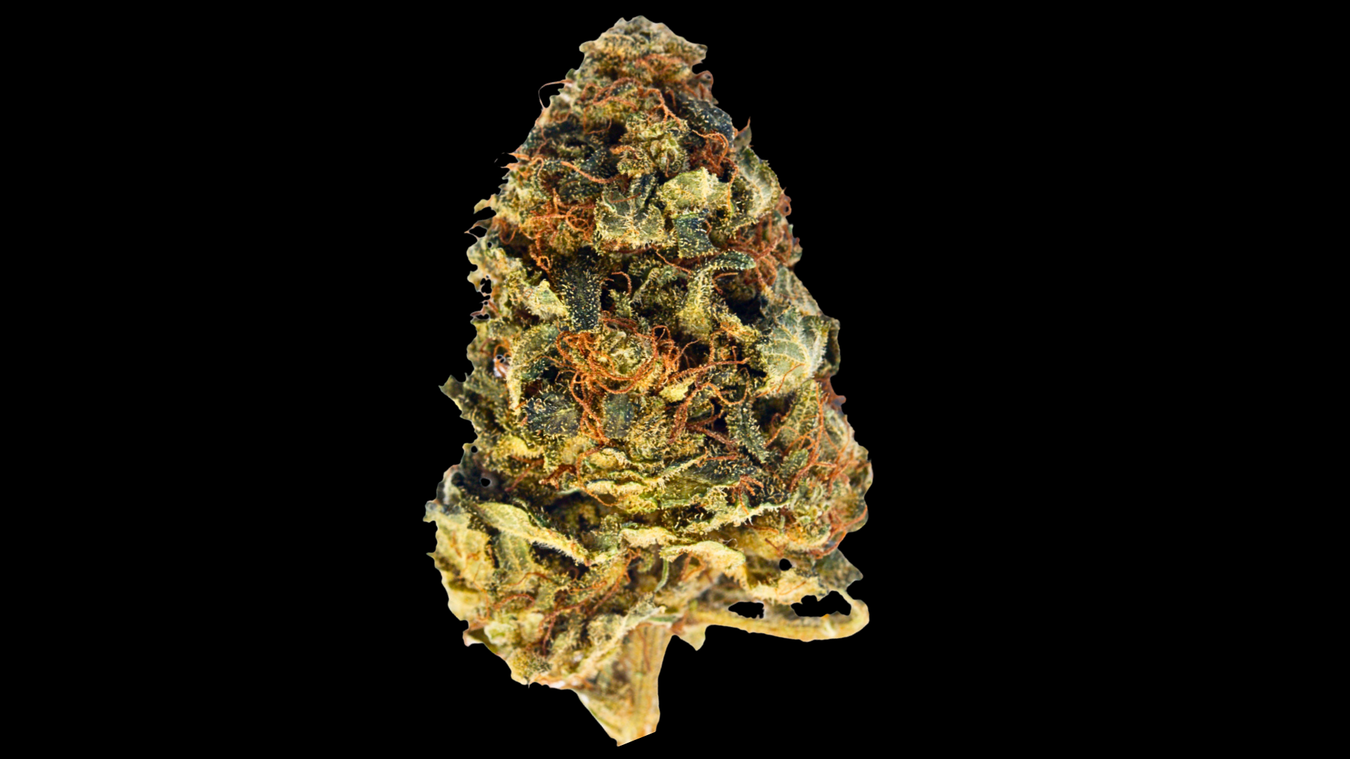 close up photo shot of pineapple express cannabis nug strain