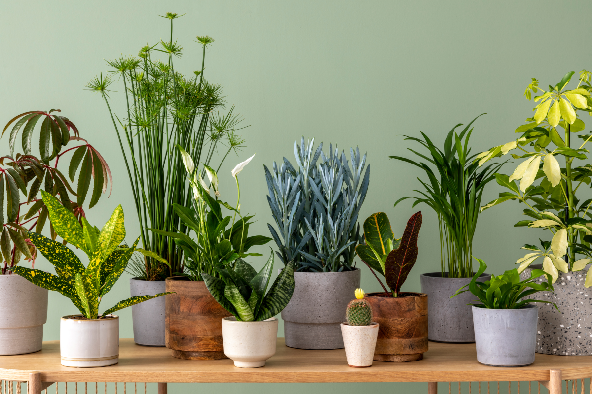 Top Air-Purifying Plants and Their Properties