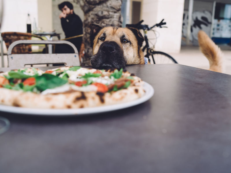 dog looking at pizza sitting head on table