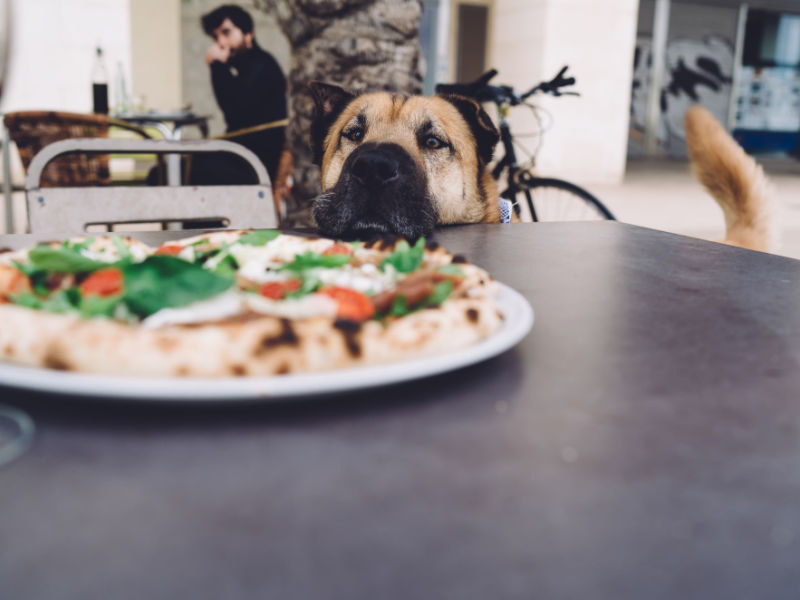 dog looking at pizza sitting with head on table