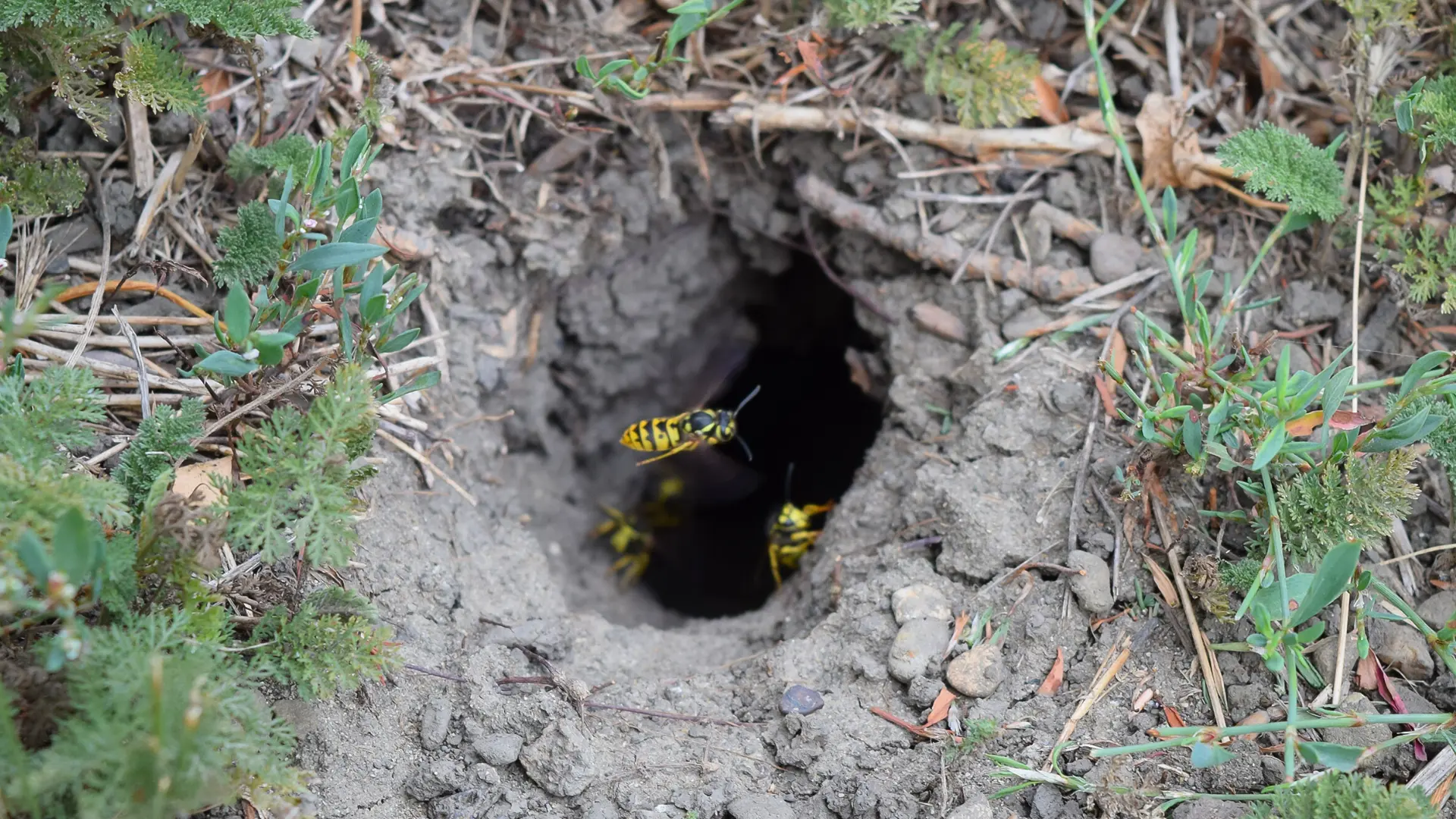 A yellowjacket ground nest with wasps flying in and out of the hole.