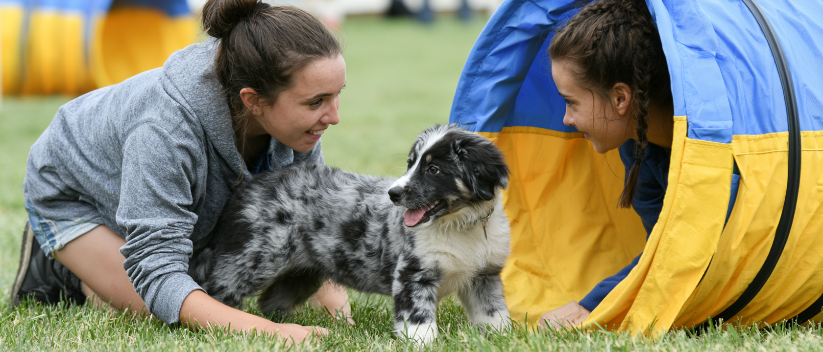 When can dogs start agility training, puppy, agility