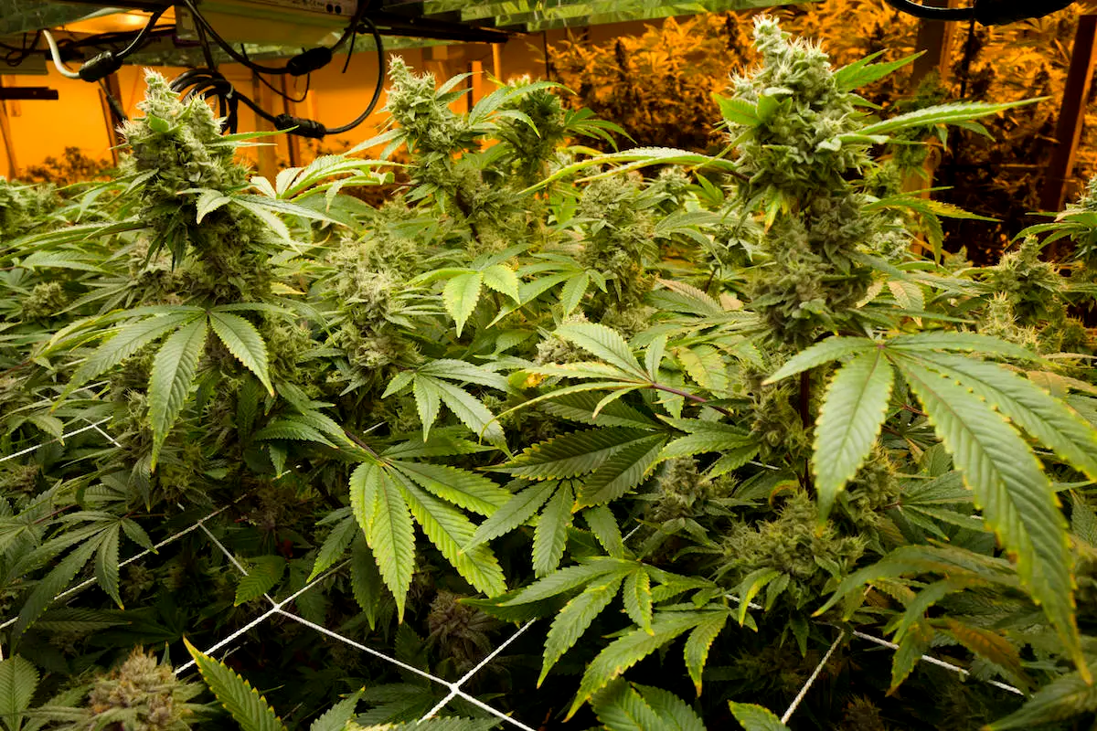 Flushing your plants