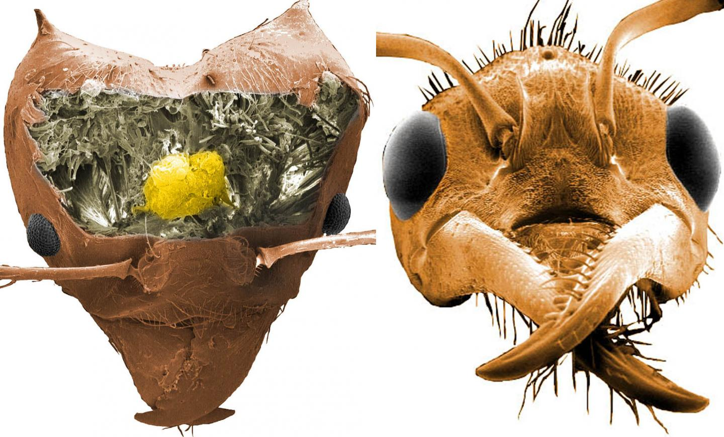 ants-surprising-discoveries-about-their-respiratory-system