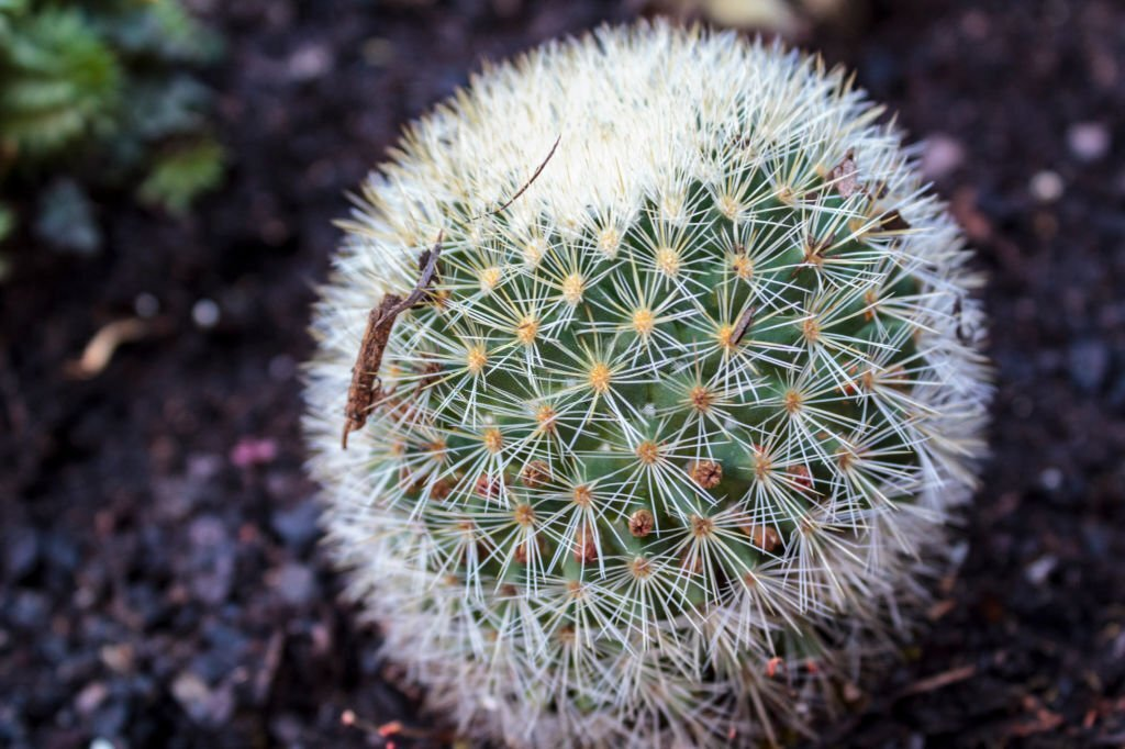 Snowball Cactus