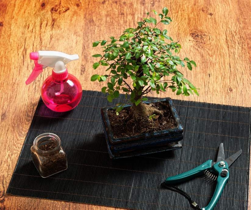 Bonsai tree, fertilizer, and bonsai care essentials on the table