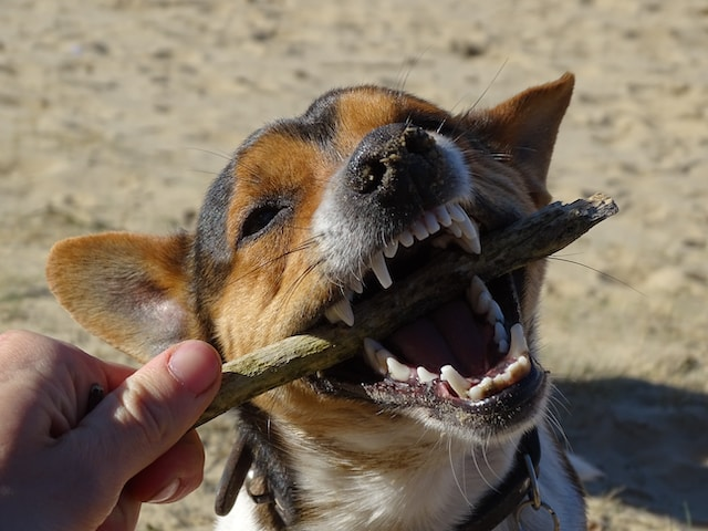A Dog With Mouth Open Holding A Stick