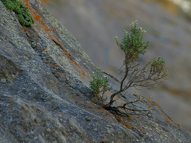 PDPhotos from Pixabay. Small sapling growing out of rock to depict resilience in an article about letting go qutoes. 