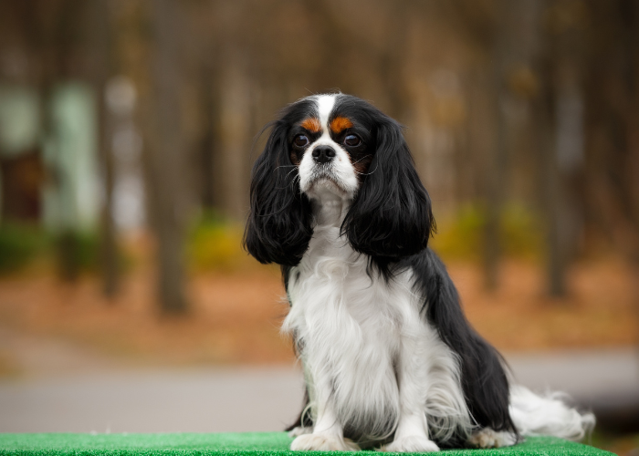 A Cavalier King Charles Spaniel with its soulful gaze