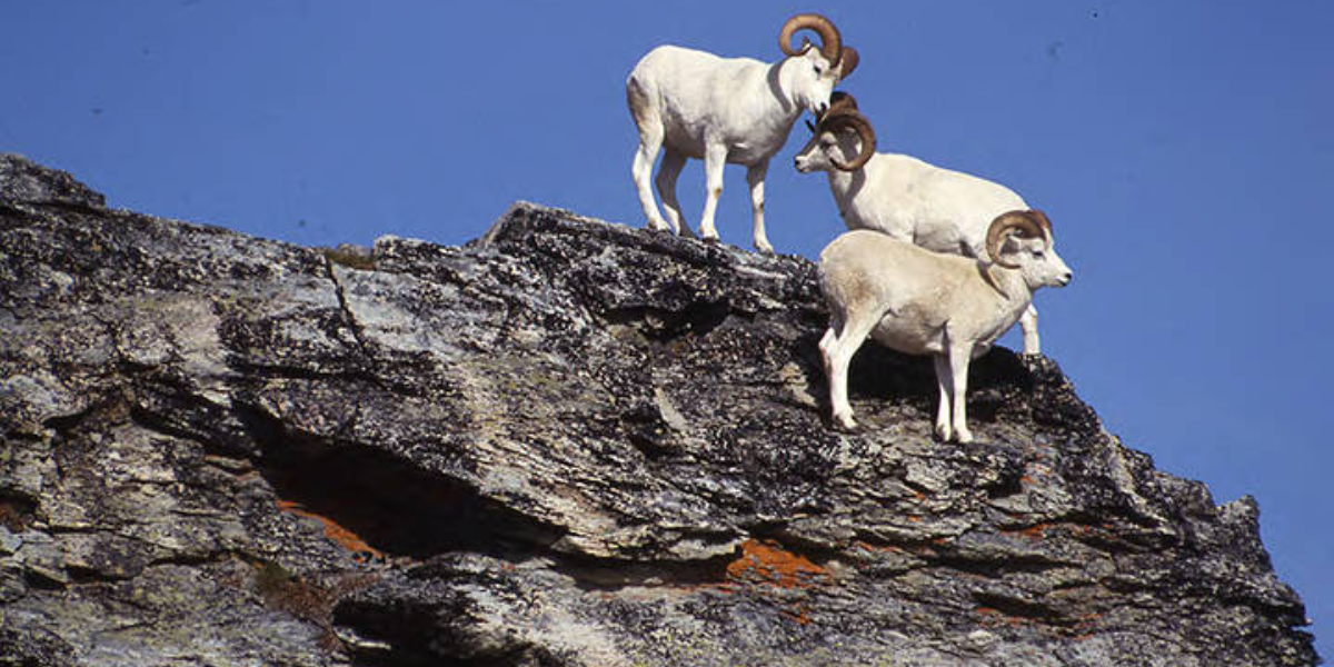 interesting animals in denali national park