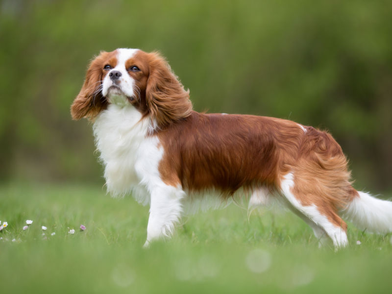 cavalier king charles spaniel staring at something standing in meadow