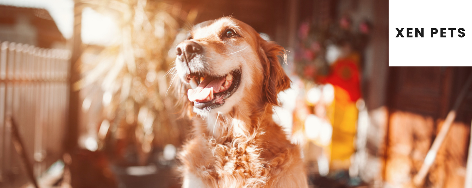 L Tryptophan For Dogs Increases Mood