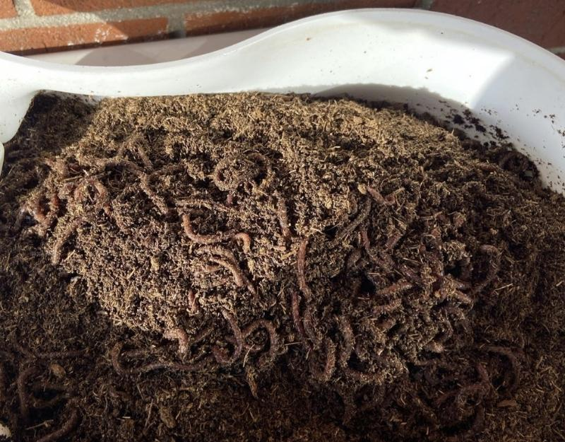 Worms in the Biovessel Living Composter