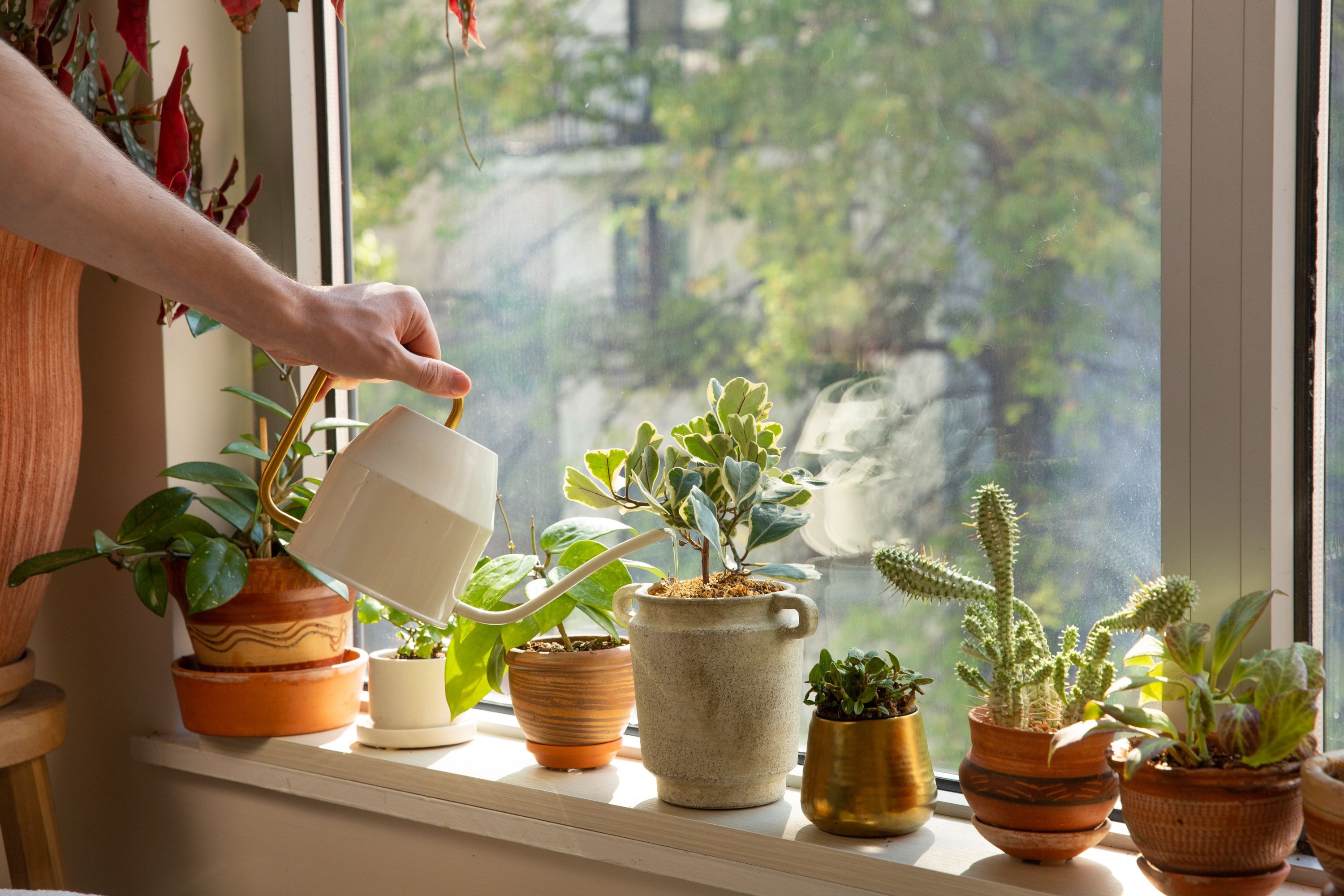 Mood-Boosting Plants For Apartments