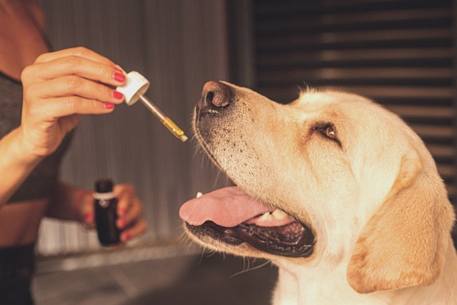 CBD dog treats can be an easy way for pet owners to administer CBD.
