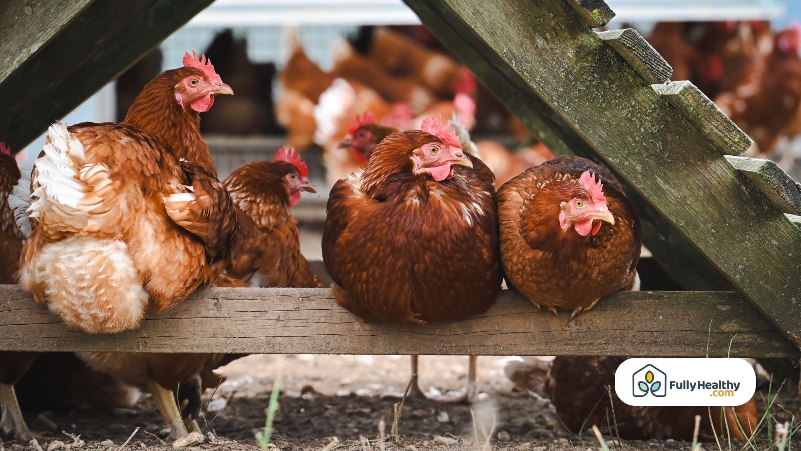 Backyard chickens resting in nesting boxes under wooden coop
