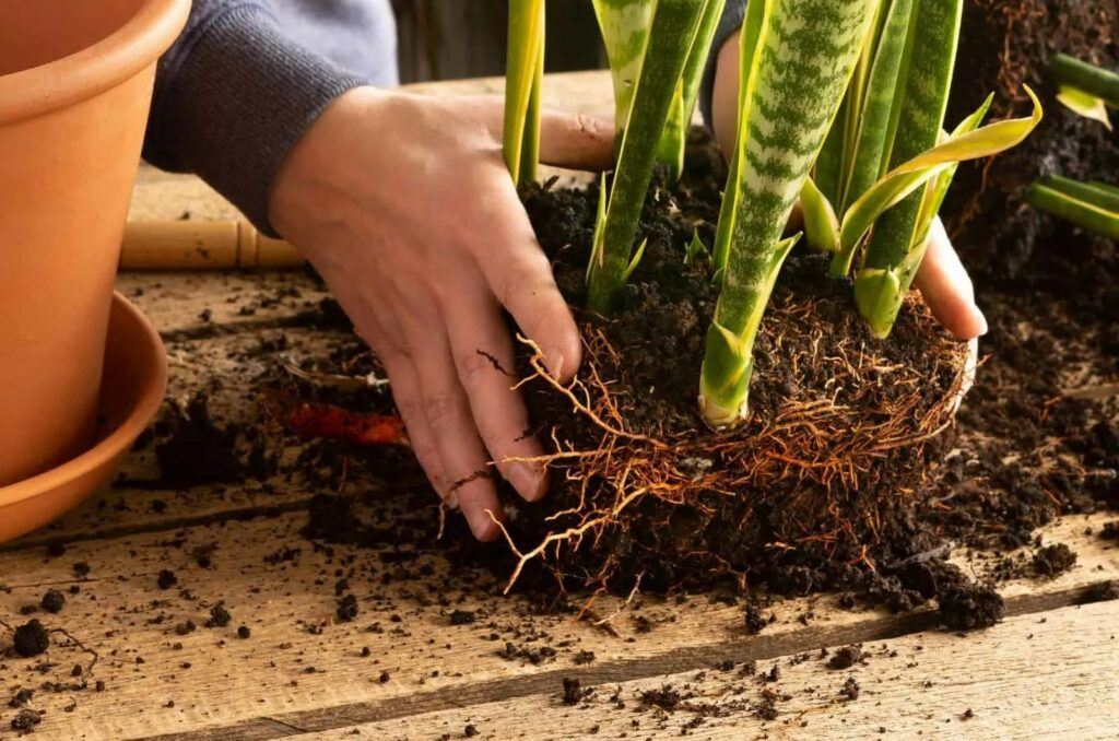 root system
