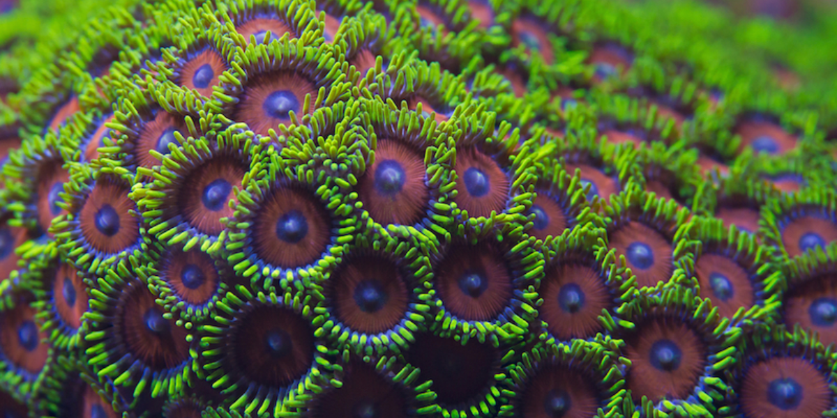 deadly coral