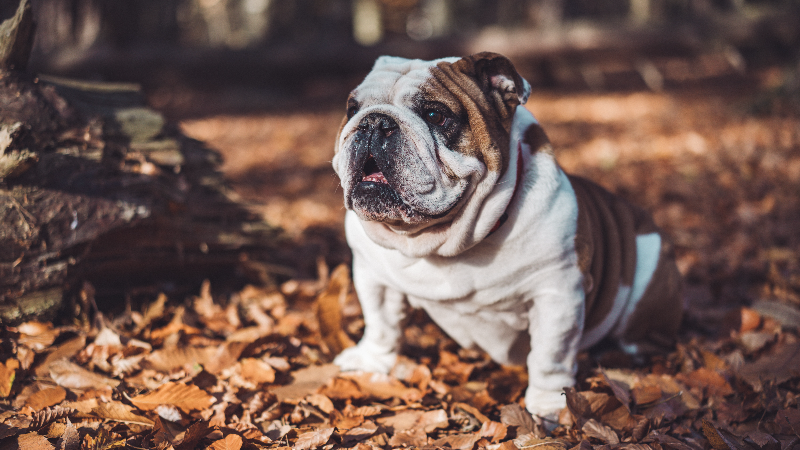 do english bulldogs get pimples