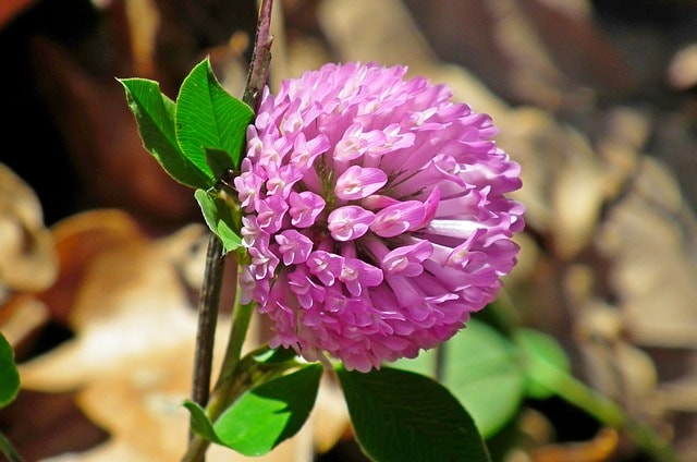 lucerne, flower wallpaper, plant