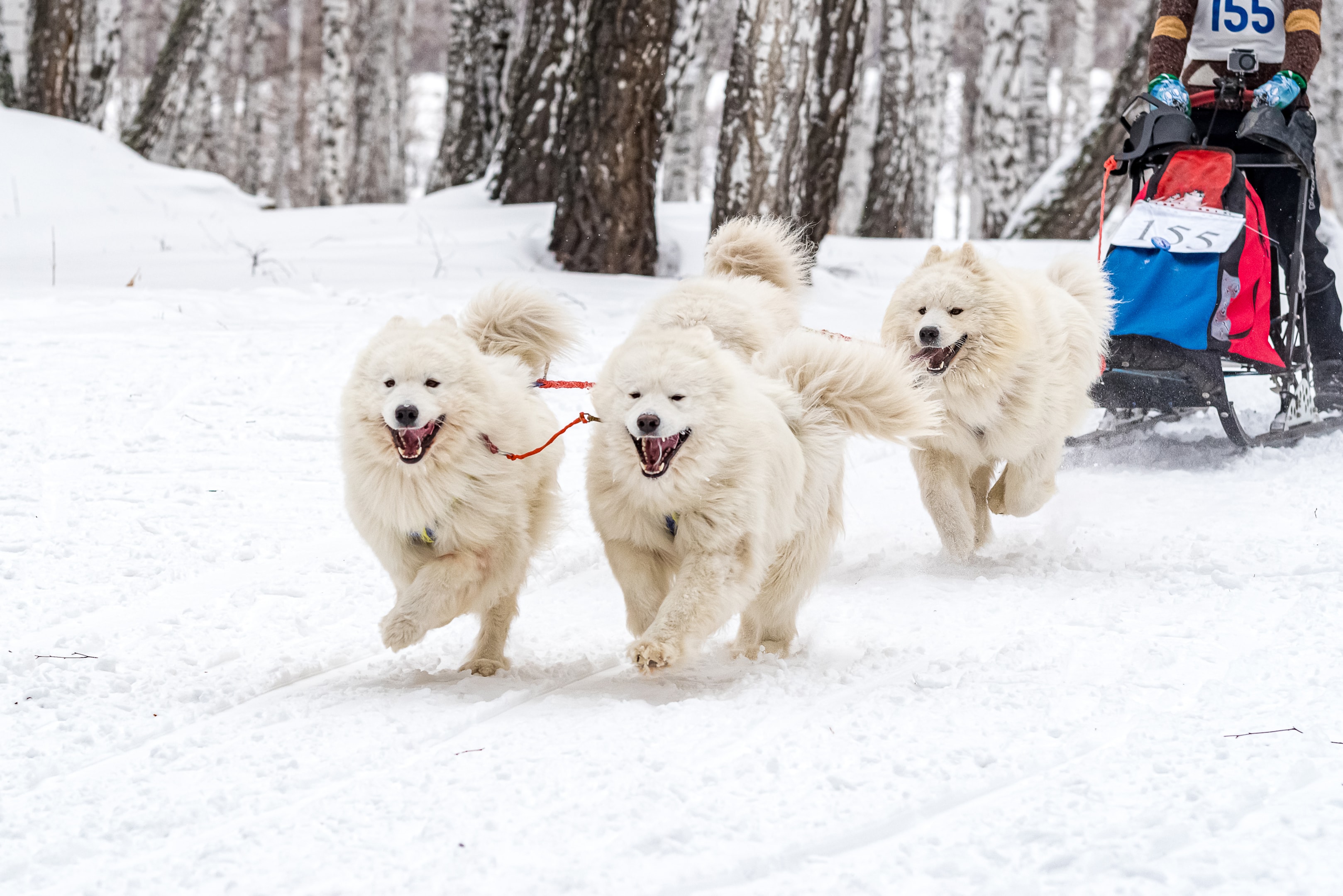 A sled being pulled by four Samoyed dogs
