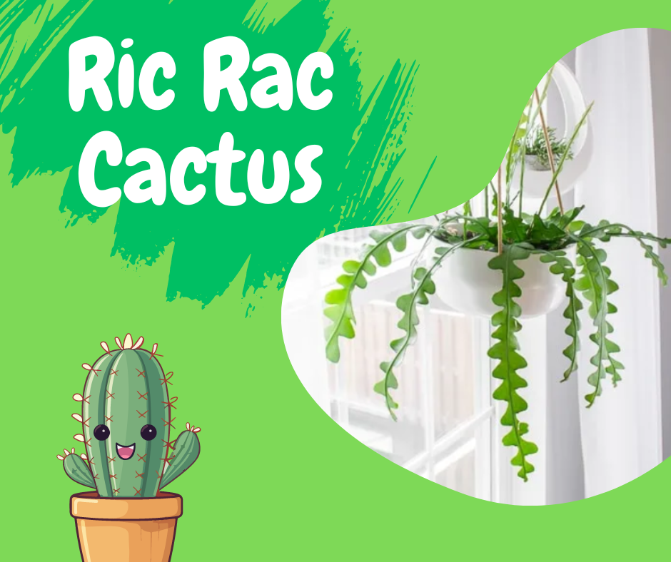 ric rac cactus, indoor cactus
