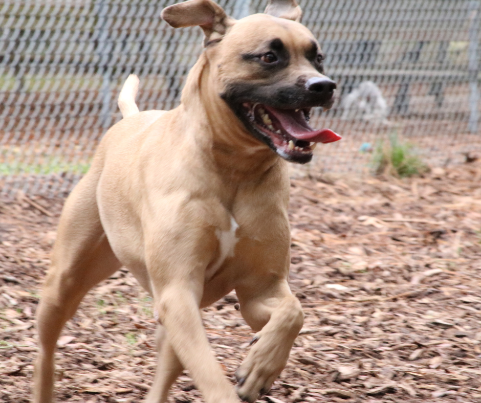 An adolescent Black Mouth Cur running outside