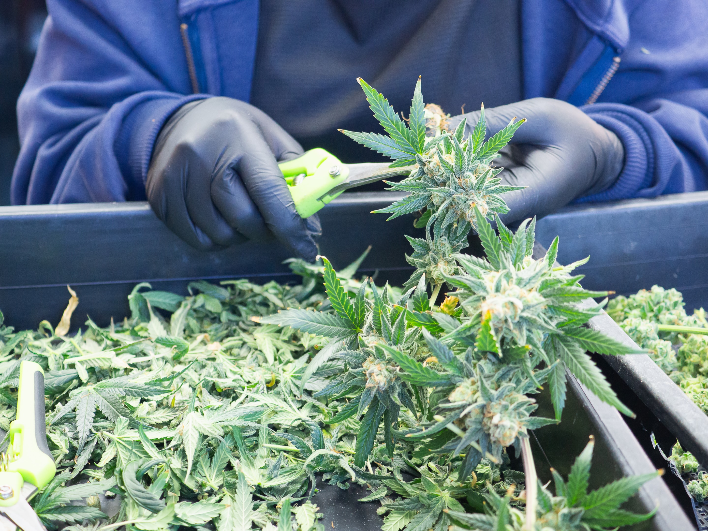 Trimming and processing harvested cannabis requires significant time and attention to detail, representing one of the hidden costs of home cultivation.